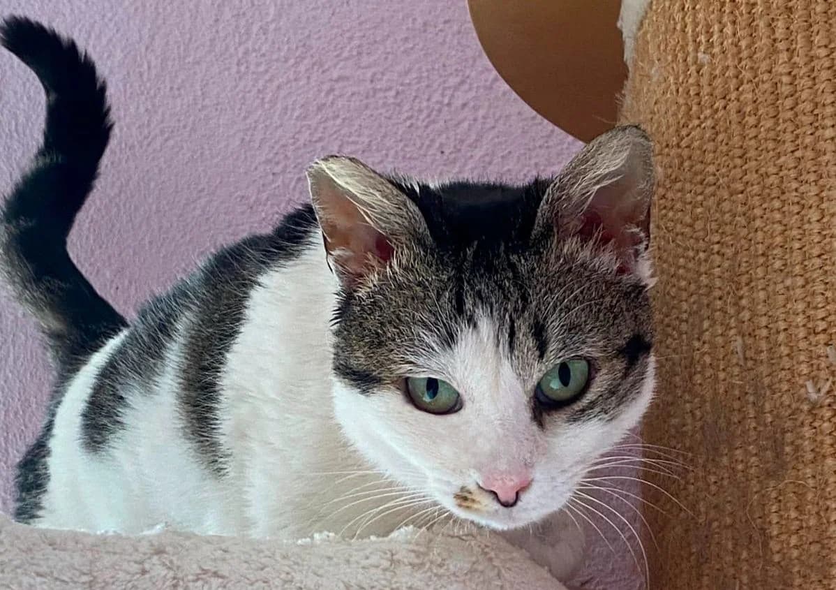 Mandi, female Mixed Breed Cat for adoption at ANDANA Pfotenhilfe Schweiz