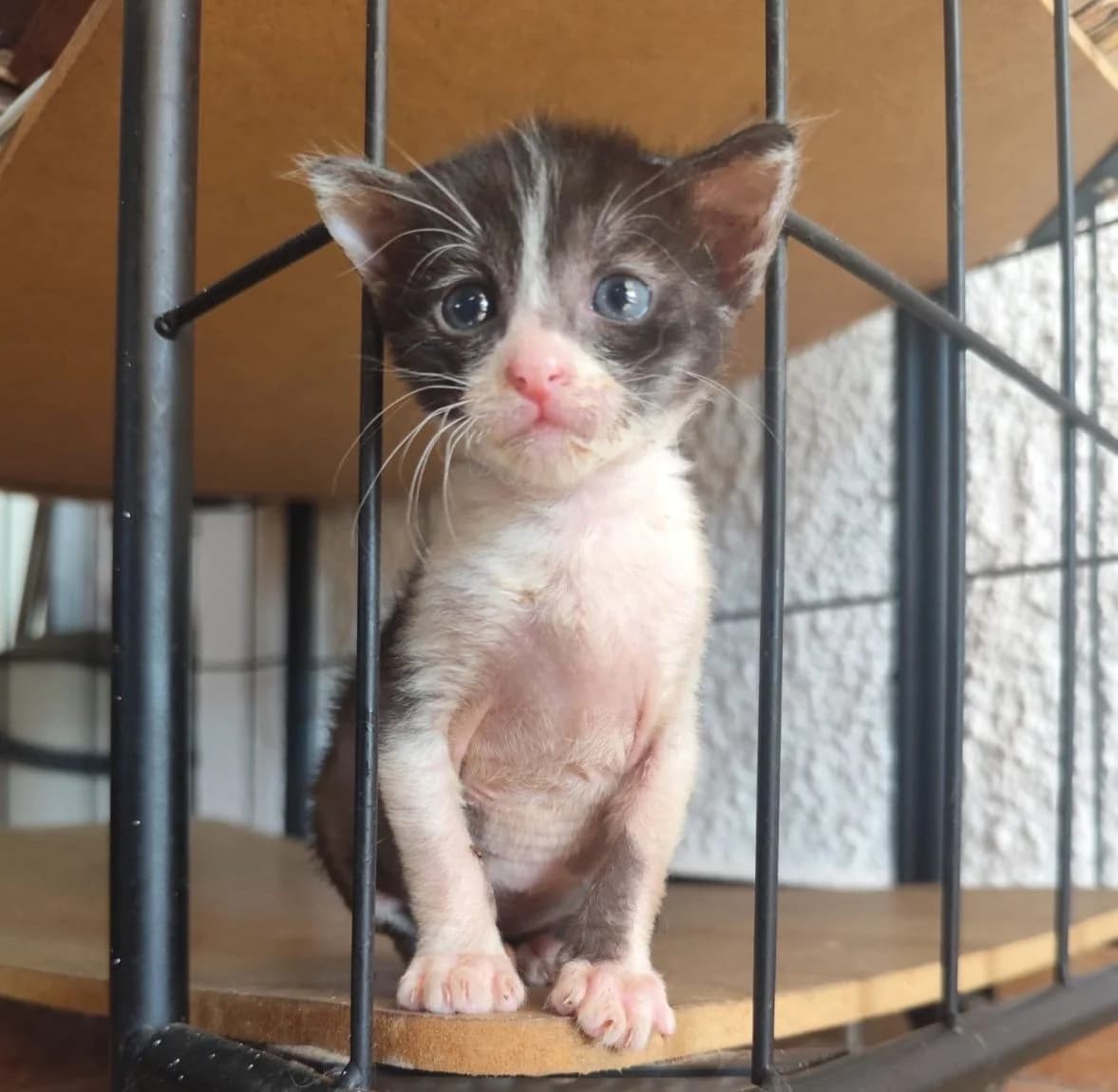 La Bene & Merita, schwarz female puppy Mixed Breed Cat for adoption at ANDANA Pfotenhilfe Schweiz