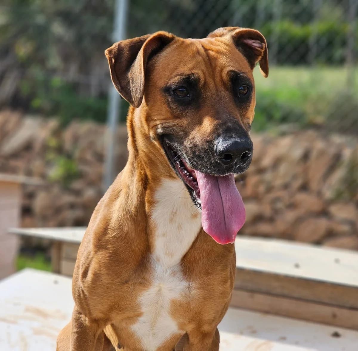 Seiya, female Mixed Breed for adoption at ANDANA Pfotenhilfe Schweiz, Andana Pfotenhilfe