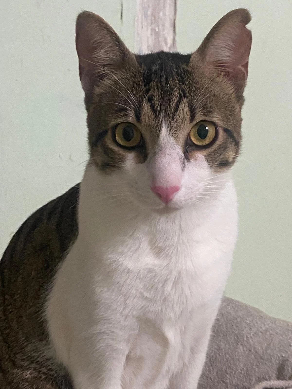 Tom, male puppy Mixed Breed Cat for adoption at ANDANA Pfotenhilfe Schweiz