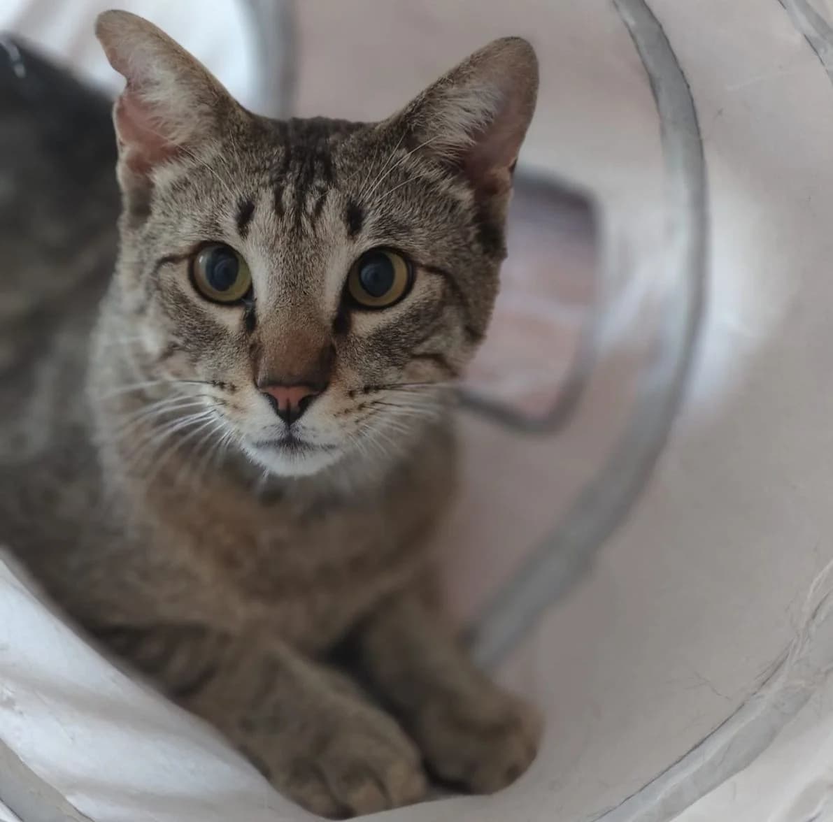 Leo, male puppy Mixed Breed Cat for adoption at ANDANA Pfotenhilfe Schweiz