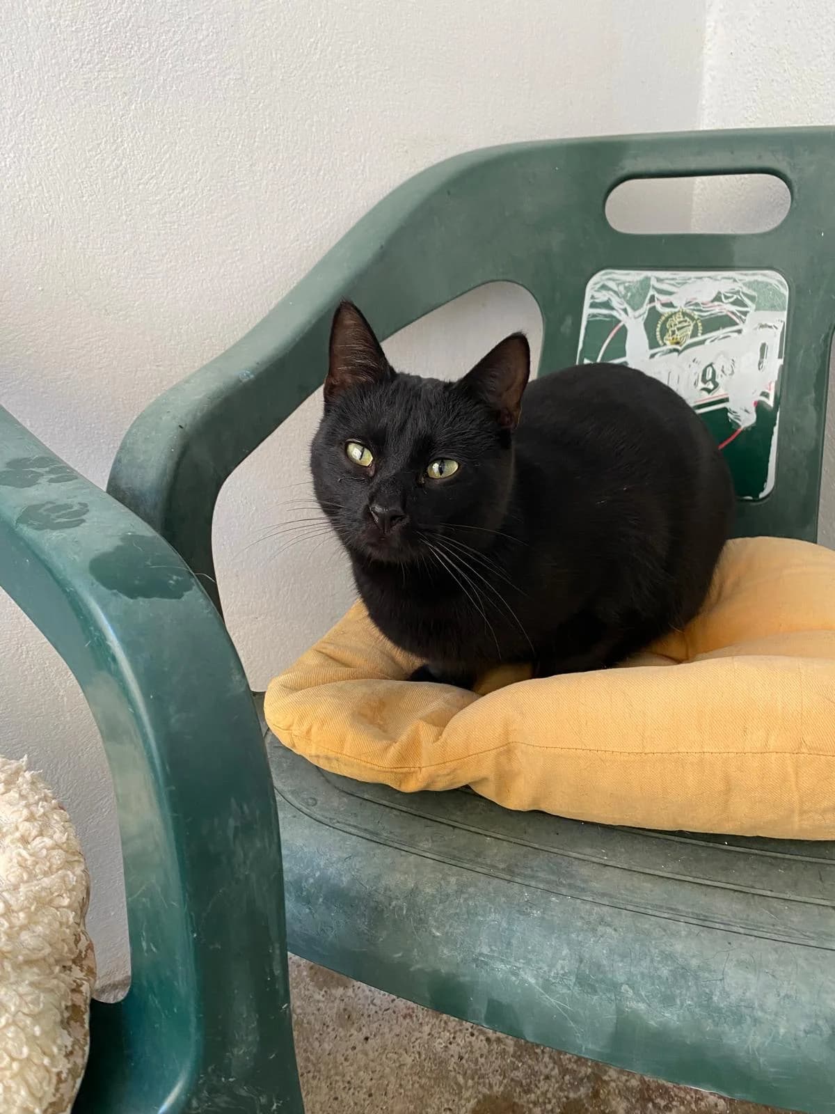 Chato, male young Mixed Breed Cat for adoption at ANDANA Pfotenhilfe Schweiz