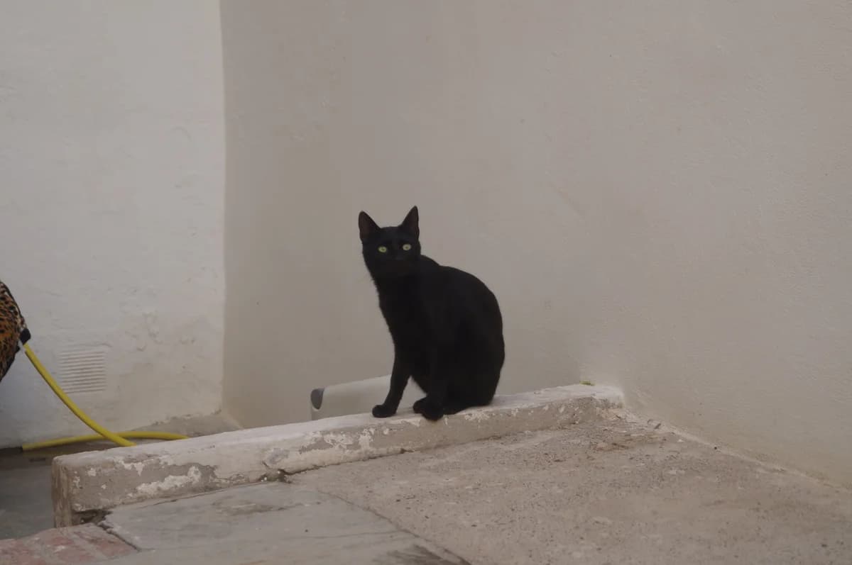 Chato, male young Mixed Breed Cat for adoption at ANDANA Pfotenhilfe Schweiz