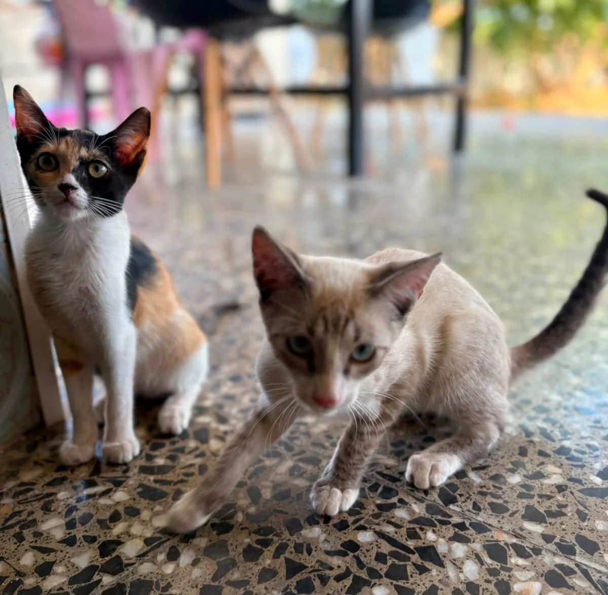 Josepitine & Boudewijn, tricolor male puppy Mixed Breed Cat for adoption at ANDANA Pfotenhilfe Schweiz