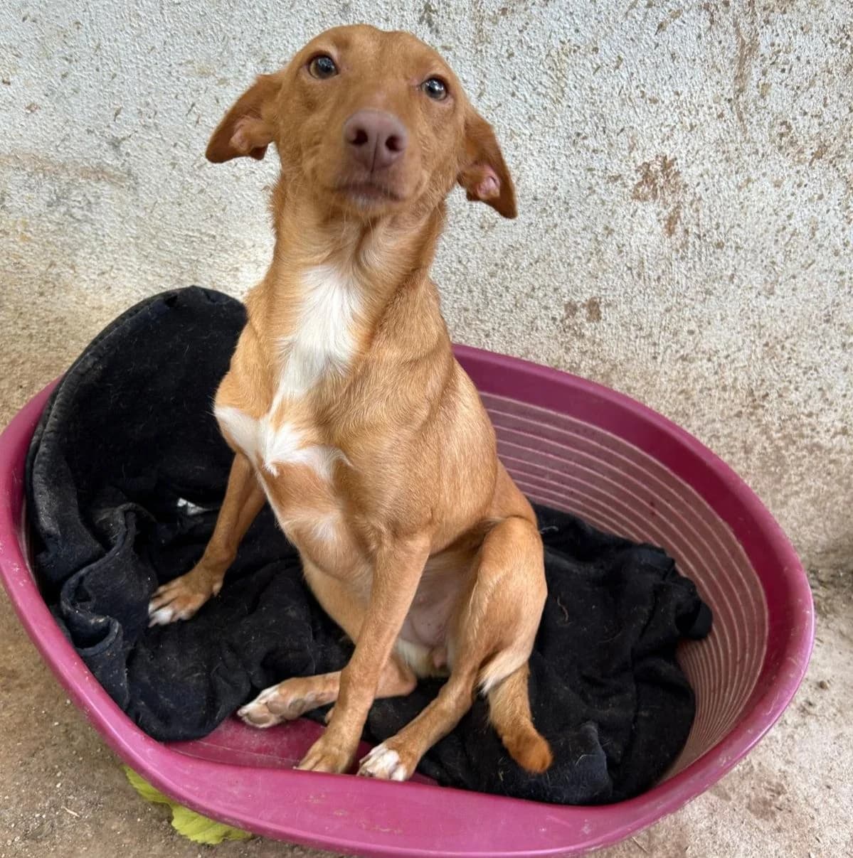 Musa, female Mixed Breed for adoption at ANDANA Pfotenhilfe Schweiz, Andana Pfotenhilfe