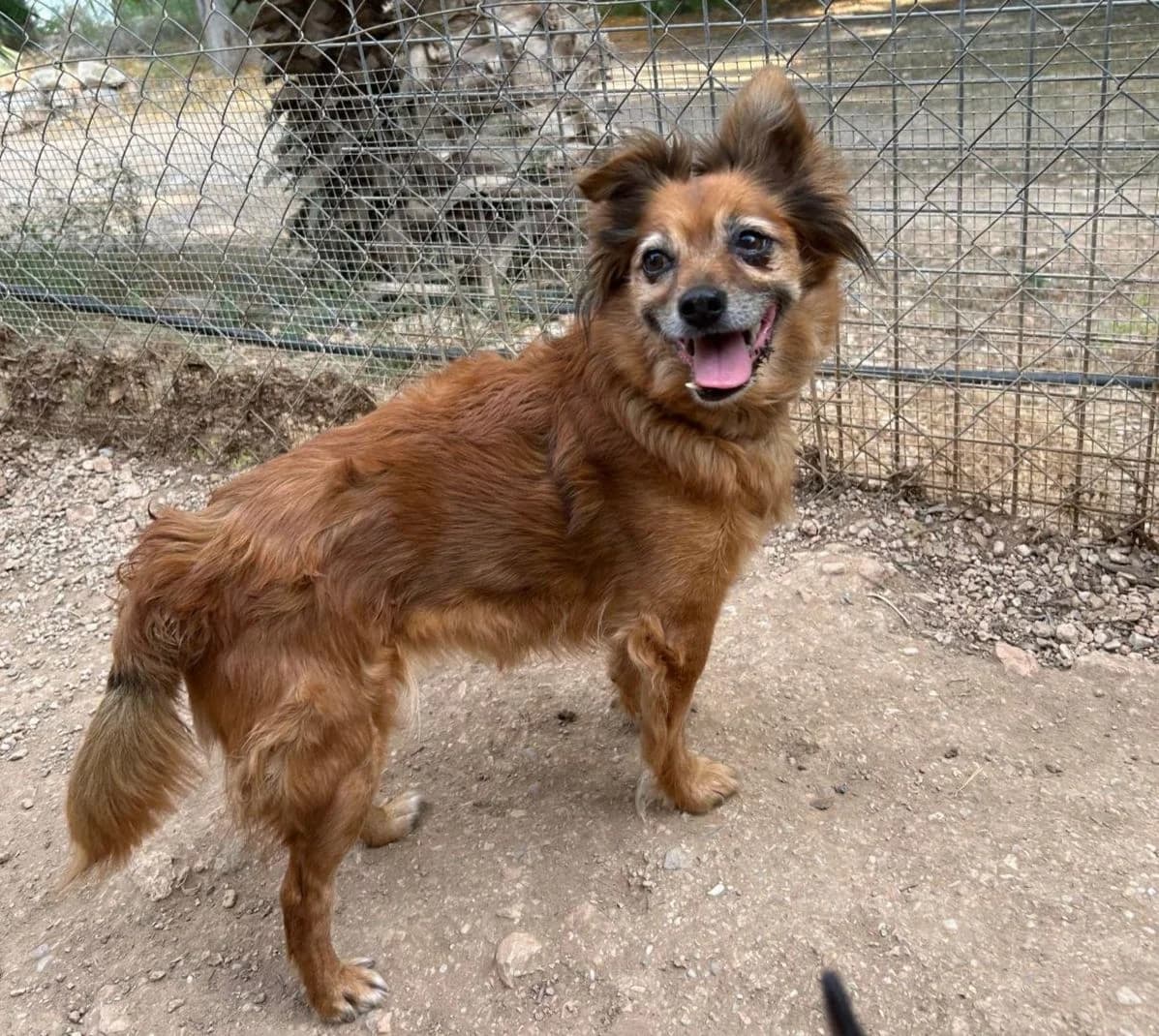 Trufa, female senior Mixed Breed for adoption at ANDANA Pfotenhilfe Schweiz
