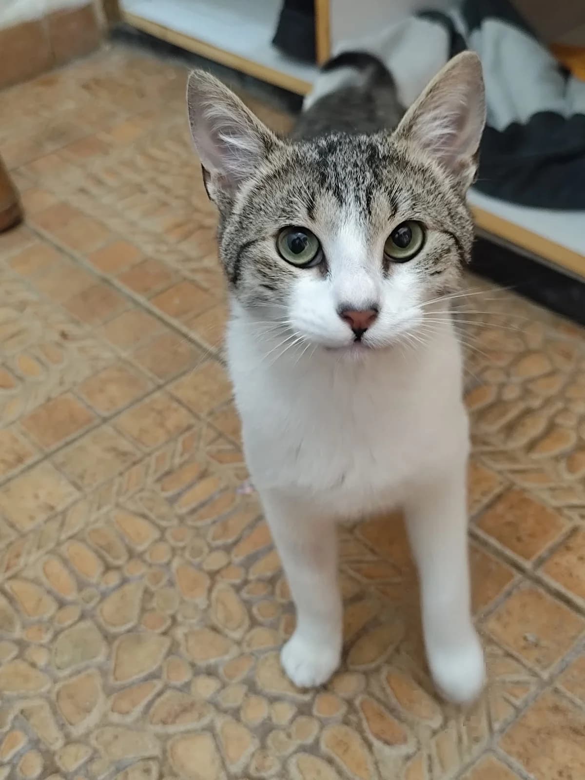 Tasca, male Mixed Breed Cat for adoption at ANDANA Pfotenhilfe Schweiz