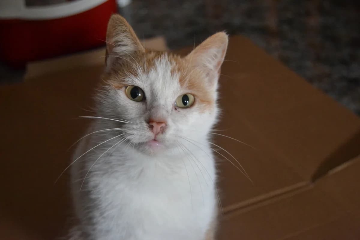 Tina, female young Mixed Breed Cat for adoption at ANDANA Pfotenhilfe Schweiz