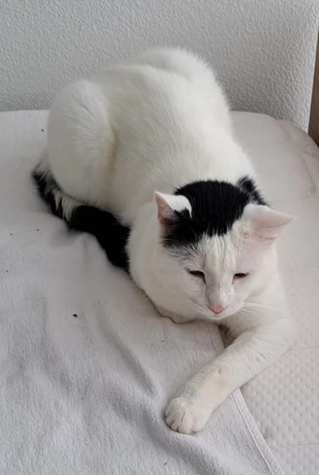 Sam, male Mixed Breed Cat for adoption at ANDANA Pfotenhilfe Schweiz