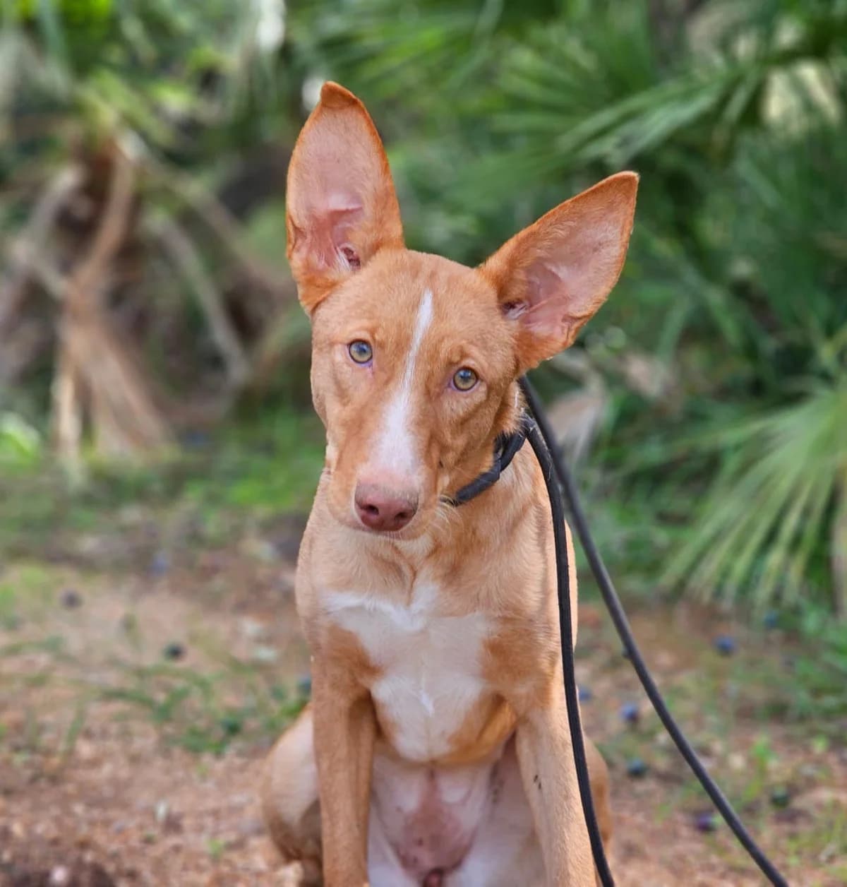 Sydney, female Mixed Breed for adoption at ANDANA Pfotenhilfe Schweiz, Andana Pfotenhilfe