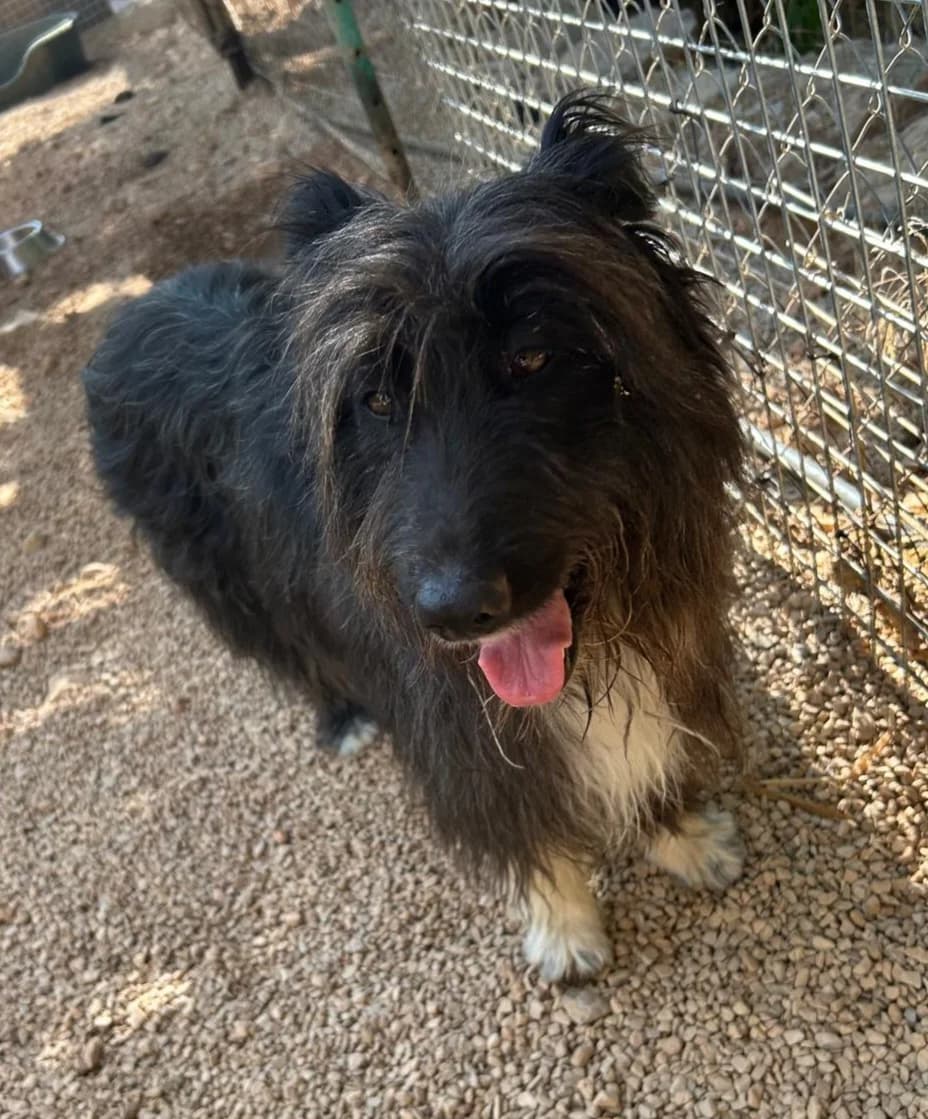 July, weiss female 3yo Mixed Breed for adoption at ANDANA Pfotenhilfe Schweiz