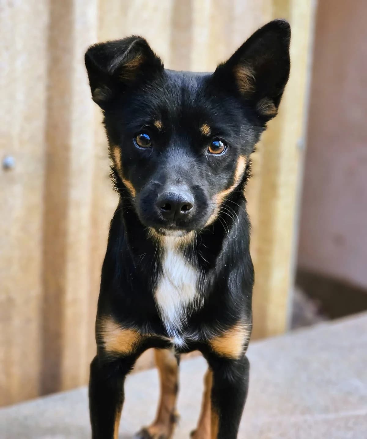 Robby, male Mixed Breed for adoption at ANDANA Pfotenhilfe Schweiz, Andana Pfotenhilfe