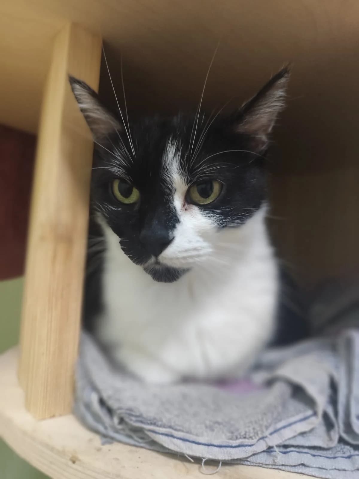 Misi, female puppy Mixed Breed Cat for adoption at ANDANA Pfotenhilfe Schweiz