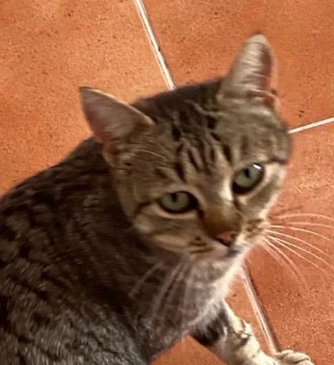 Max, female puppy Mixed Breed Cat for adoption at ANDANA Pfotenhilfe Schweiz