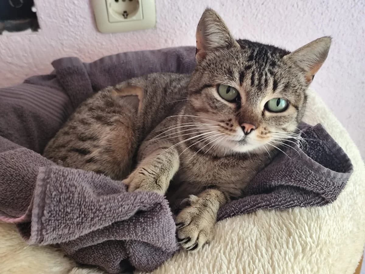 Max, female puppy Mixed Breed Cat for adoption at ANDANA Pfotenhilfe Schweiz