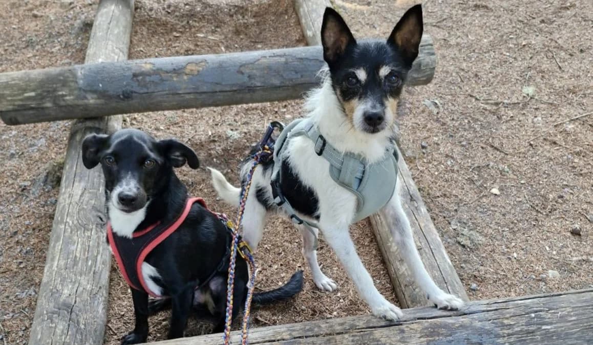 Turron, male 6yo Mixed Breed for adoption at ANDANA Pfotenhilfe Schweiz