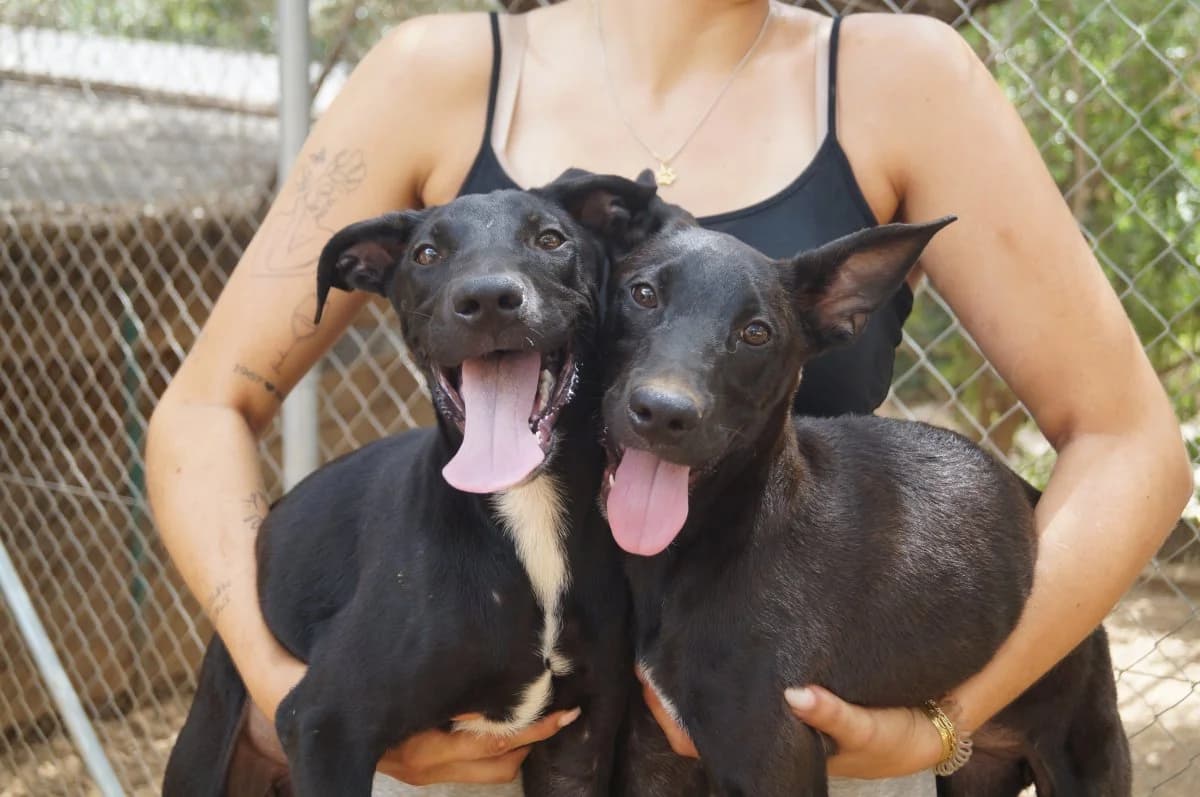 Chupa & Chups, weiss female puppy Mixed Breed for adoption at ANDANA Pfotenhilfe Schweiz