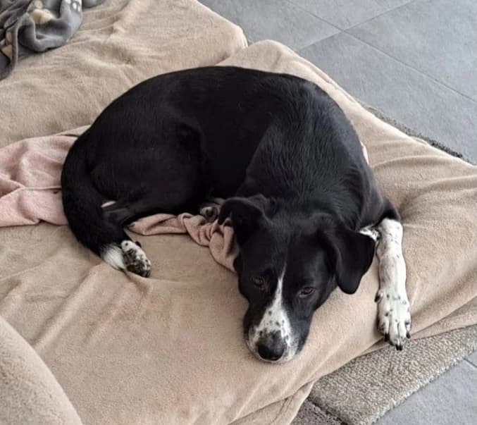 Flash, male senior Mixed Breed for adoption at ANDANA Pfotenhilfe Schweiz