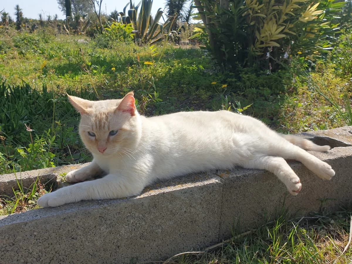Bichito, male Mixed Breed Cat for adoption at ANDANA Pfotenhilfe Schweiz