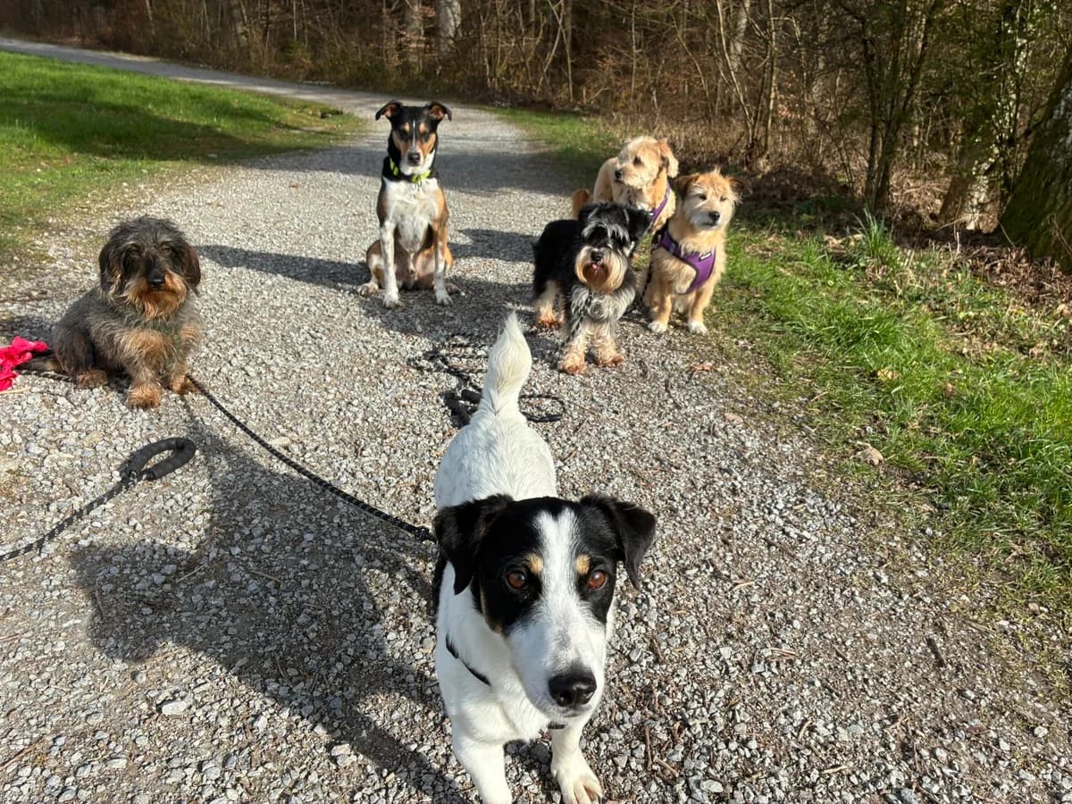 Pancho, Mixed Breed for adoption at ANDANA Pfotenhilfe Schweiz, Andana Pfotenhilfe