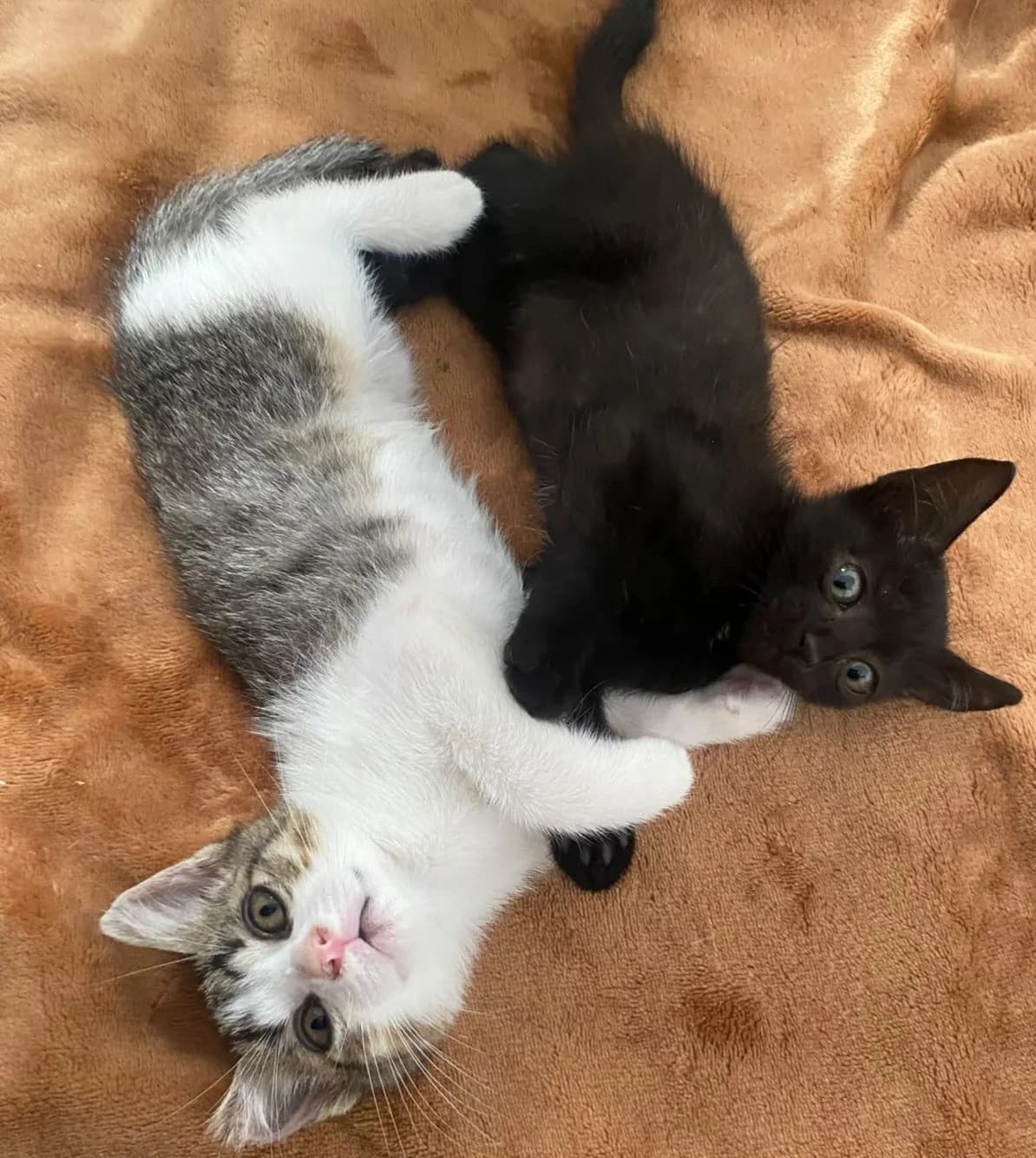 Yoruichi & Shinra, schwarz male puppy Mixed Breed Cat for adoption at ANDANA Pfotenhilfe Schweiz