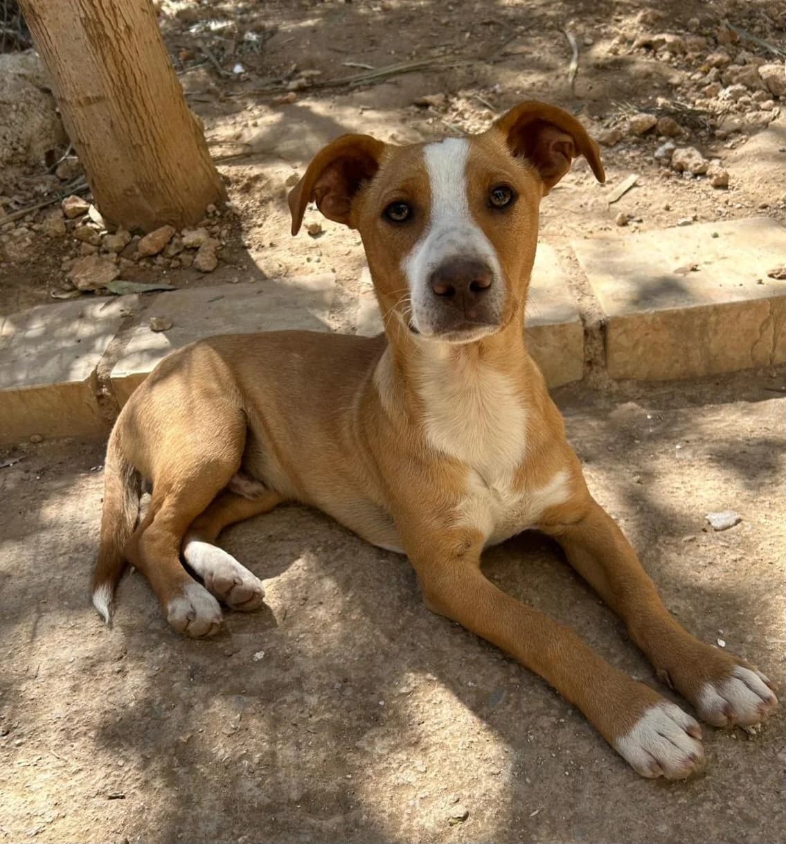 Buddy, male puppy Mixed Breed for adoption at ANDANA Pfotenhilfe Schweiz