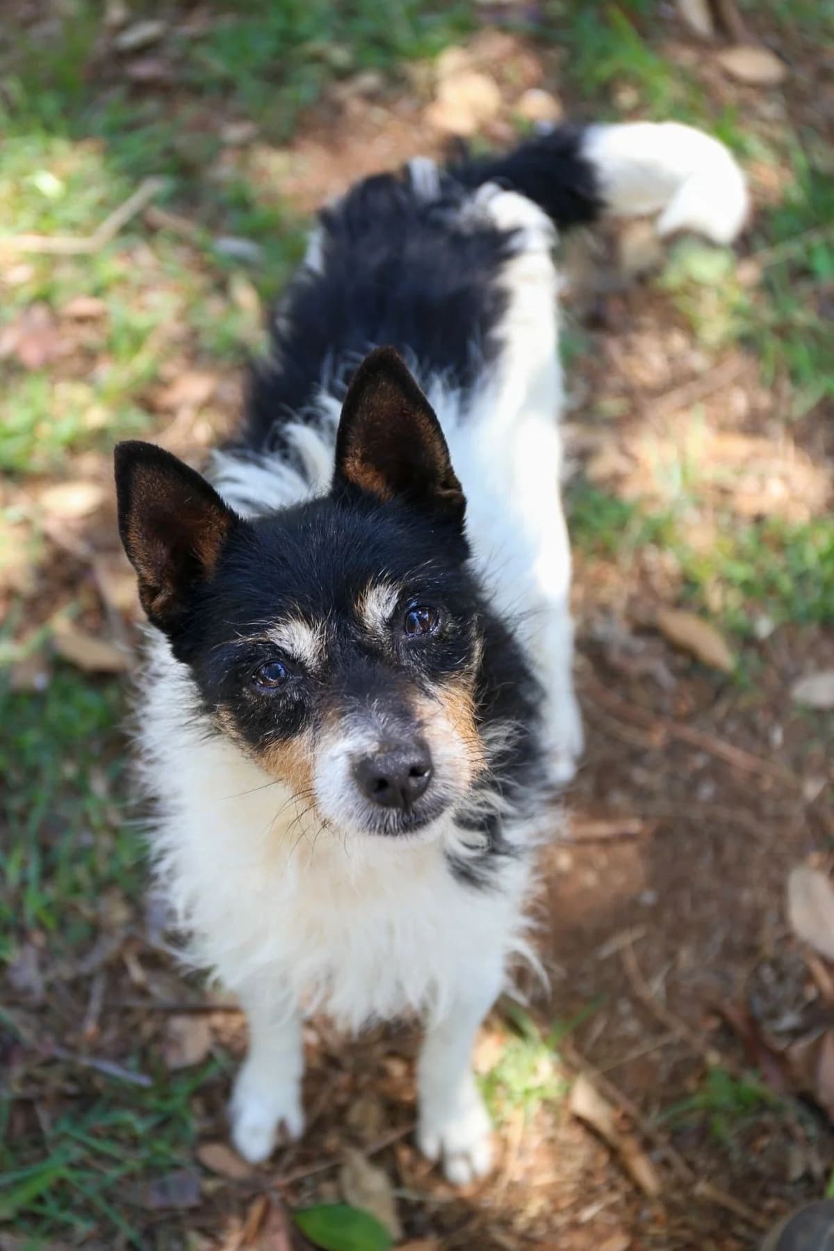 Turron, male 4yo Mixed Breed for adoption at ANDANA Pfotenhilfe Schweiz