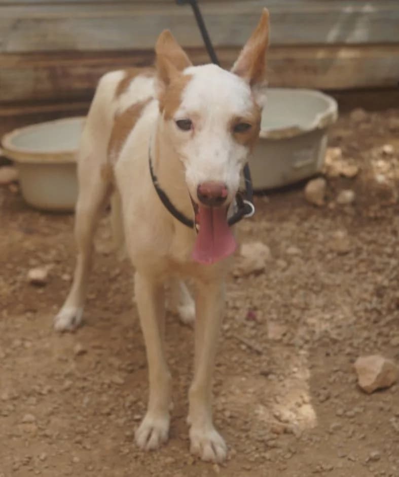 Macchiato, male young Mixed Breed for adoption at ANDANA Pfotenhilfe Schweiz