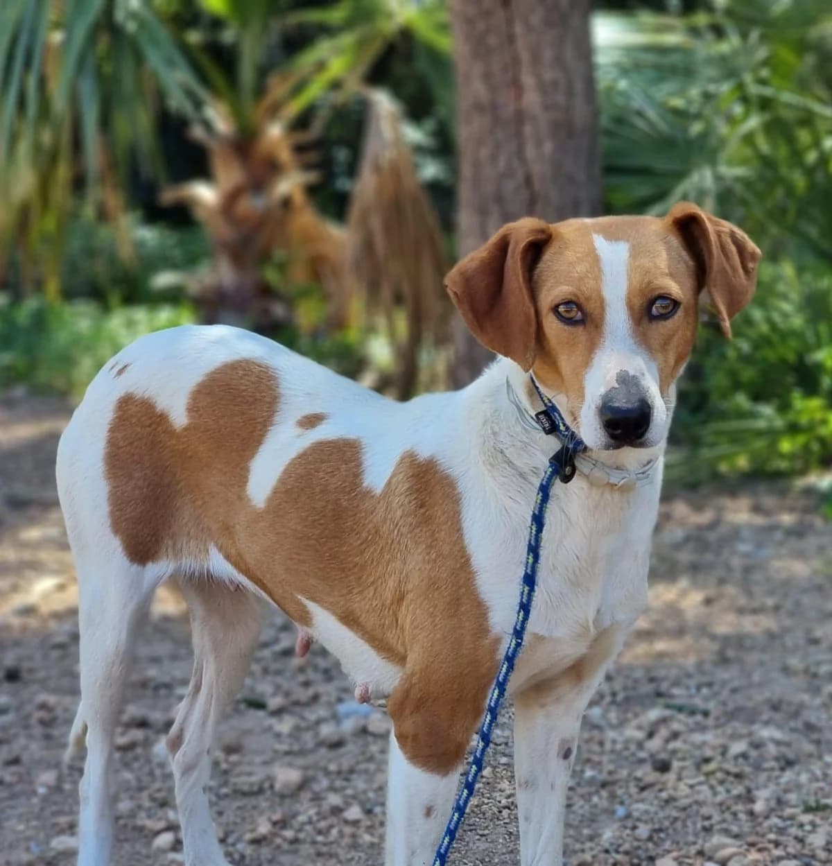 Lea, female Mixed Breed for adoption at ANDANA Pfotenhilfe Schweiz, Andana Pfotenhilfe