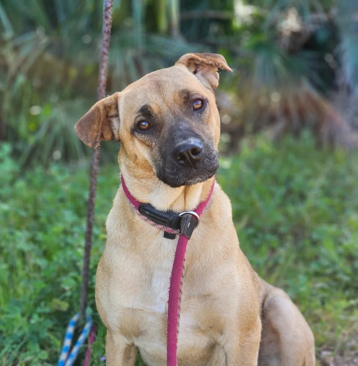 Sally, female mixed breed for adoption at ANDANA Pfotenhilfe Schweiz, Andana Pfotenhilfe