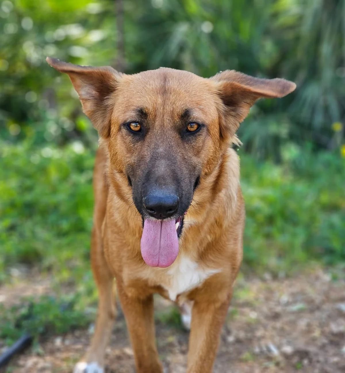Estrella, female young Mixed Breed for adoption at ANDANA Pfotenhilfe Schweiz