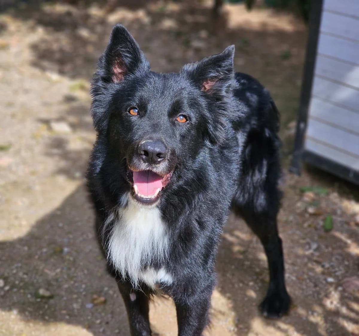 Cooper, male Mixed Breed for adoption at ANDANA Pfotenhilfe Schweiz, Andana Pfotenhilfe