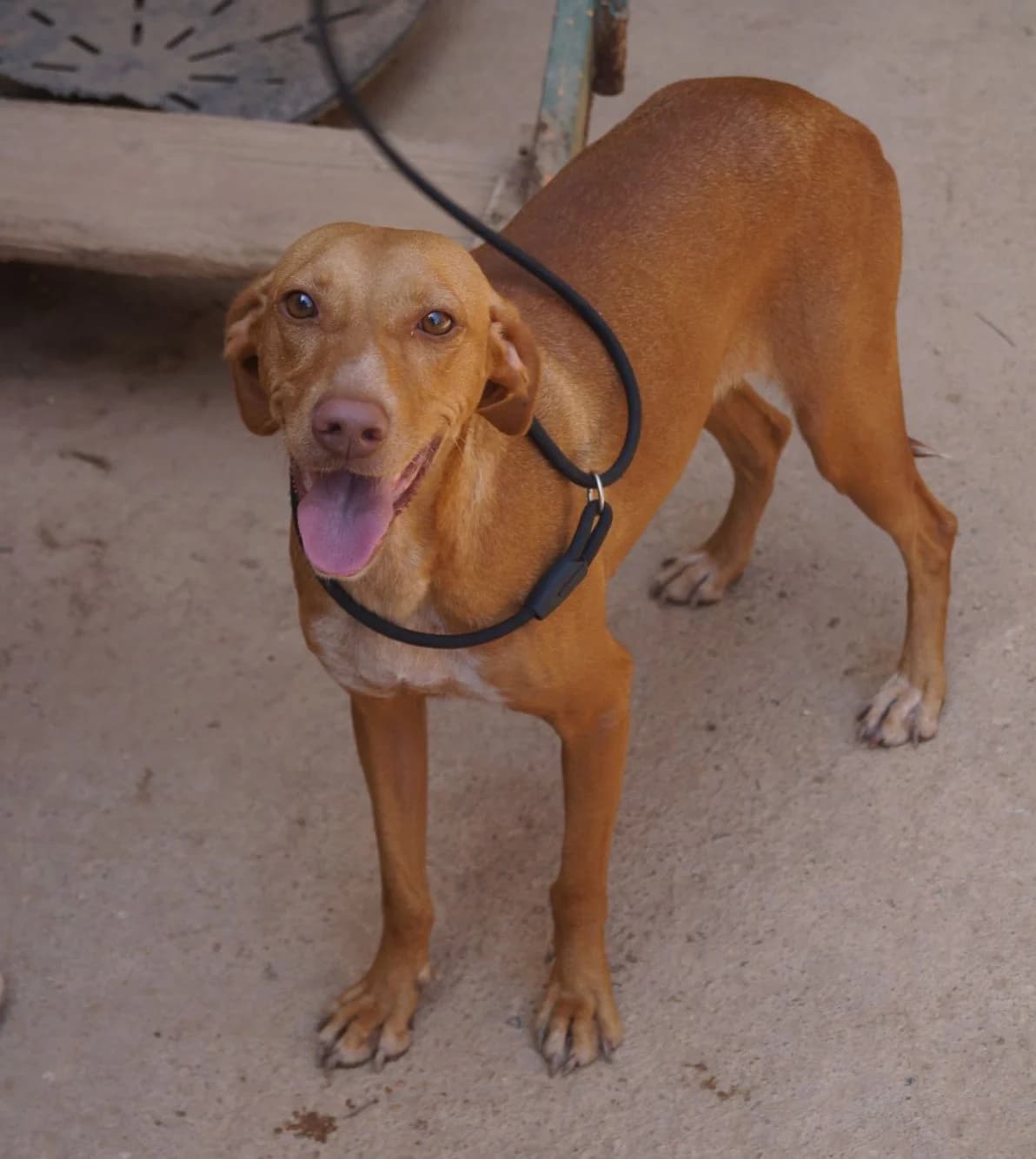 Toffee, female young Mixed Breed for adoption at ANDANA Pfotenhilfe Schweiz