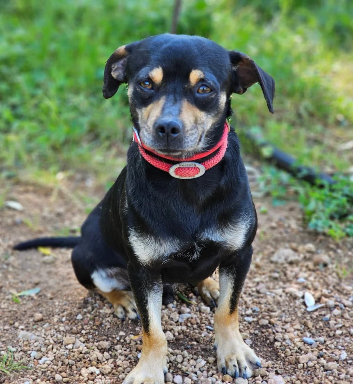 Kiwi, male Mixed Breed for adoption at ANDANA Pfotenhilfe Schweiz, Andana Pfotenhilfe