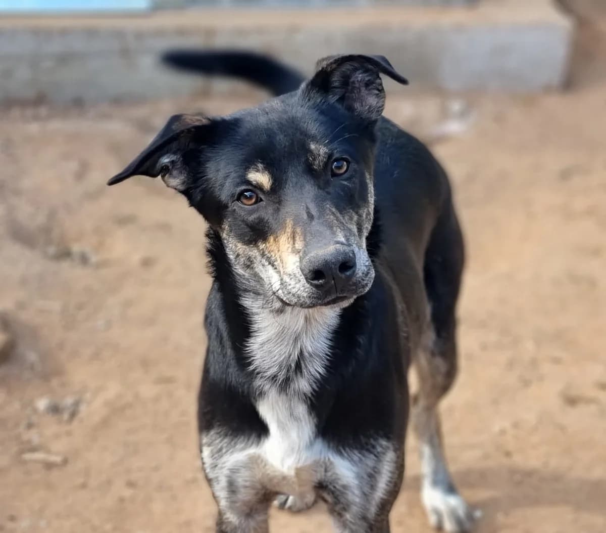 Arek, male Mixed Breed for adoption at ANDANA Pfotenhilfe Schweiz, Andana Pfotenhilfe