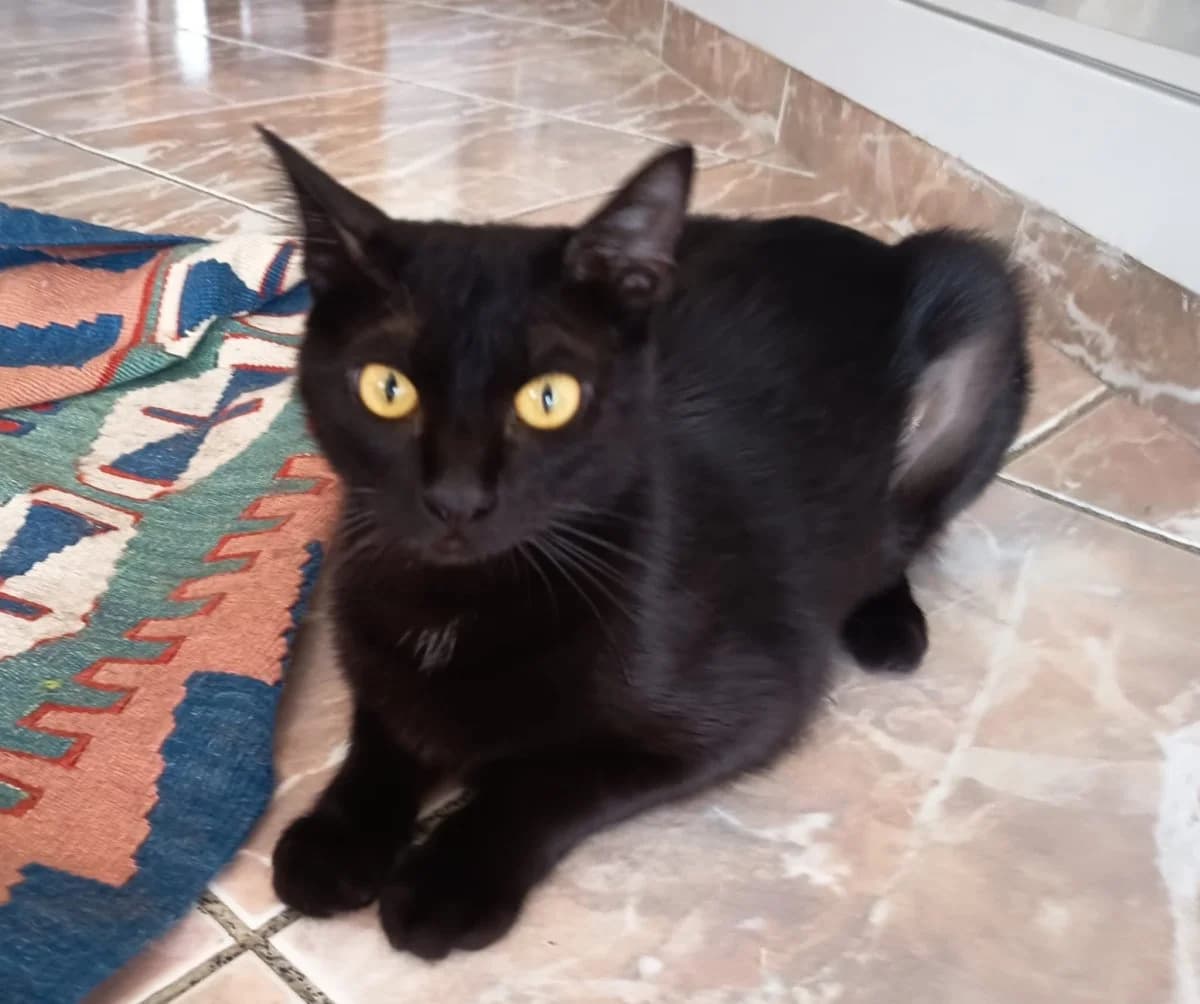Zara, female young Mixed Breed for adoption at ANDANA Pfotenhilfe Schweiz