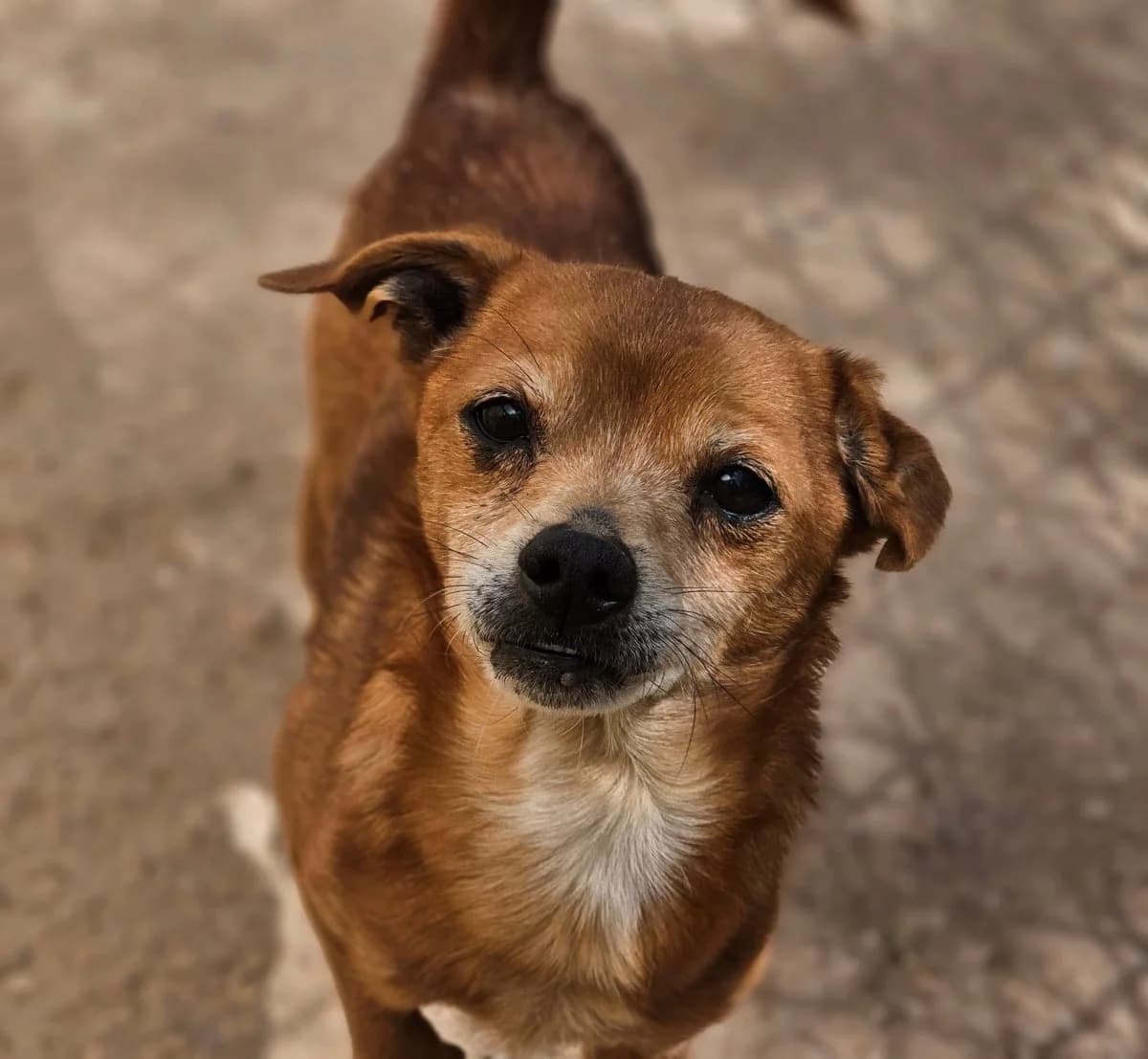 Kucki, male senior Mixed Breed for adoption at ANDANA Pfotenhilfe Schweiz