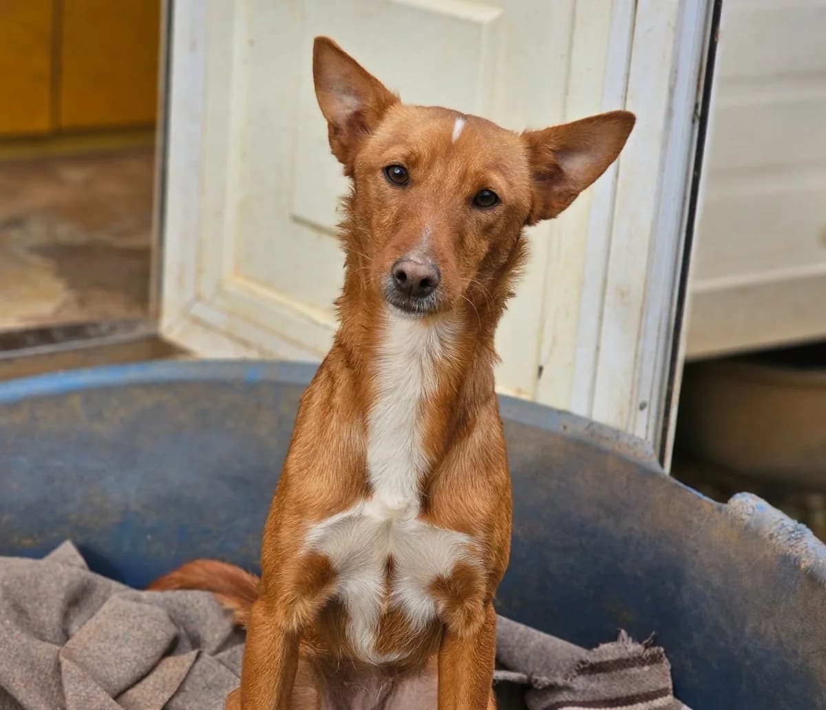 ZoePflegestelle Schweiz ab Ende 05/26, female young Mixed Breed for adoption at ANDANA Pfotenhilfe Schweiz