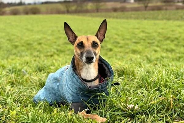 Ansa, female Mixed Breed for adoption at Anihelp Tierhilfe, Anihelp
