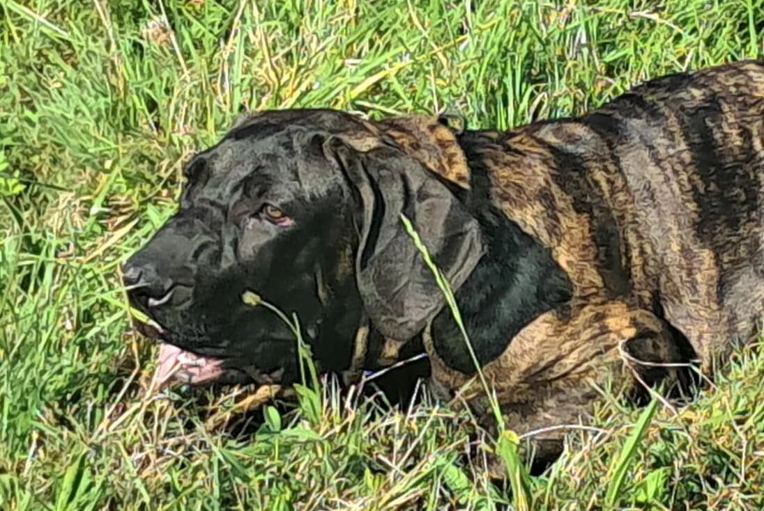 Arja, male Mixed Breed for adoption at Anihelp Tierhilfe, Anihelp
