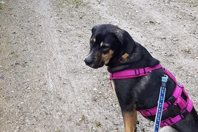 Bella, female Mixed Breed for adoption at Anihelp Tierhilfe, Anihelp