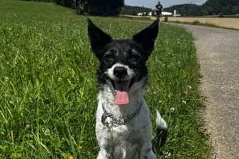 Disy, female Mixed Breed for adoption at Anihelp Tierhilfe, Anihelp