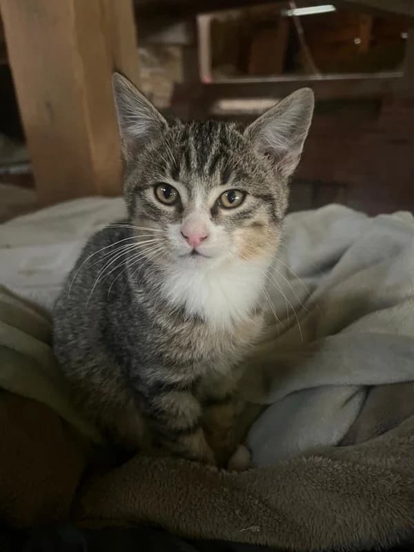 Elioth, male Mixed Breed for adoption at Anihelp Tierhilfe, Anihelp