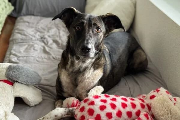 Nika, female Mixed Breed for adoption at Anihelp Tierhilfe, Anihelp