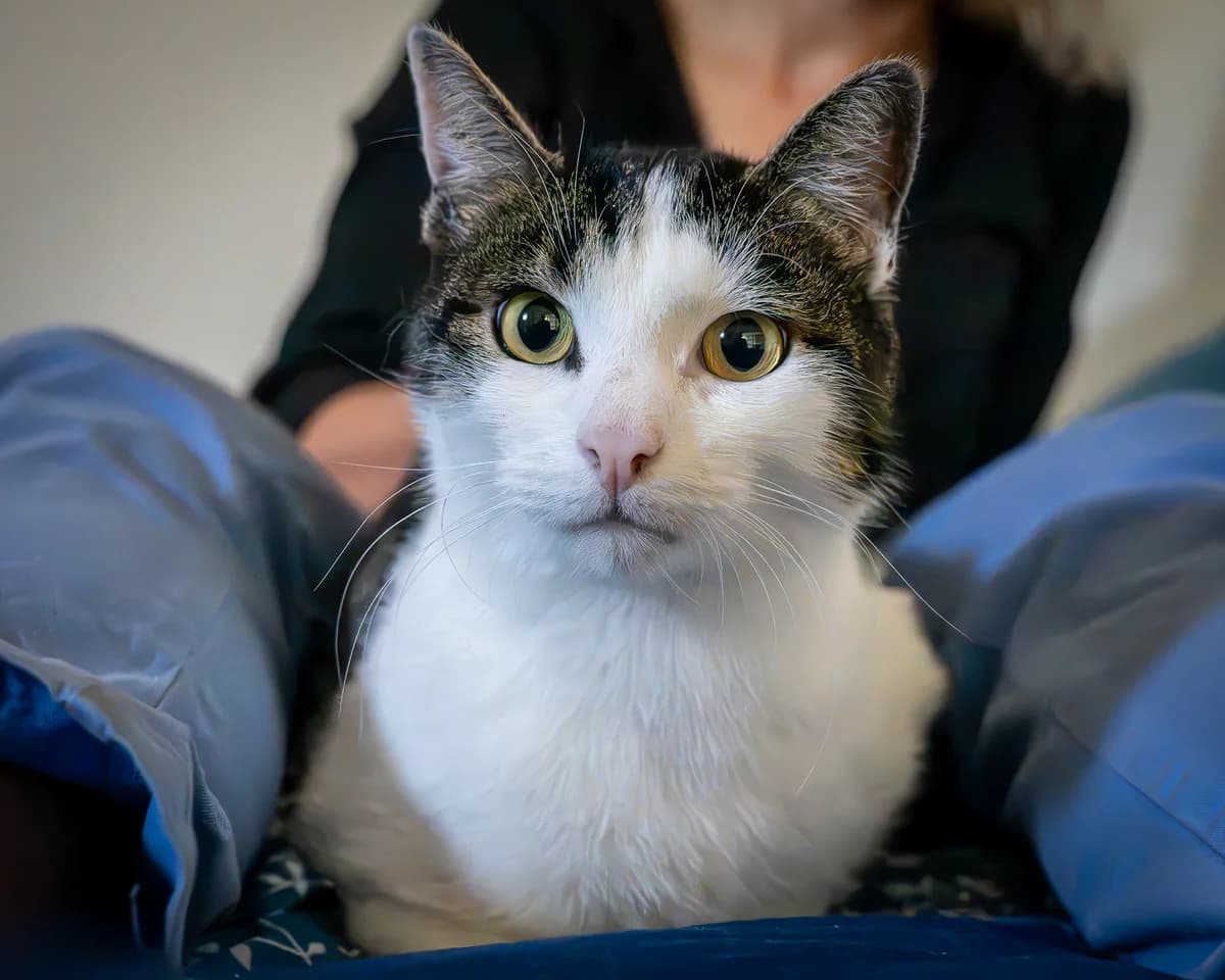 Pletty, male Mixed Breed for adoption at Anihelp Tierhilfe, Anihelp