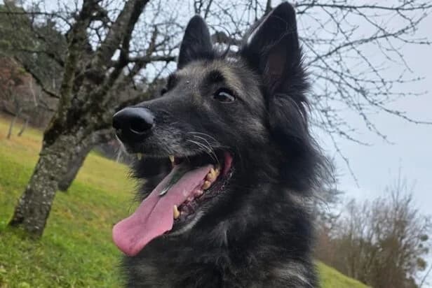 Wusa, male Mixed Breed for adoption at Anihelp Tierhilfe, Anihelp