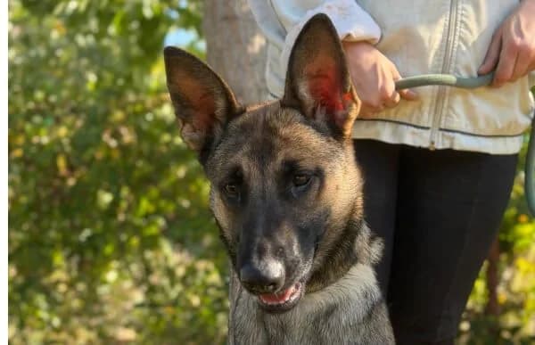 Albina, female young Belgian Malinois for adoption at Animal Happyend, Animal Happyend