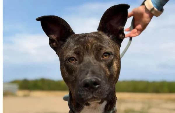Alonzo, male young Mixed Breed for adoption at Animal Happyend, Animal Happyend