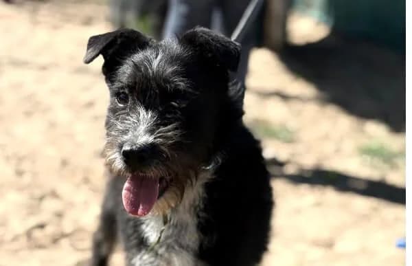 Amos-2, male young Mixed Breed for adoption at Animal Happyend, Animal Happyend