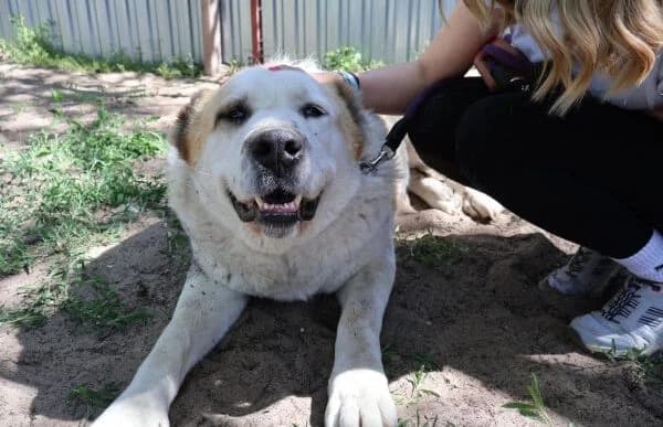 Amun, male senior mixed breed for adoption at Animal Happyend, Animal Happyend